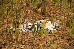 India Wildlife Holidays - Pench - Bengal Tiger
