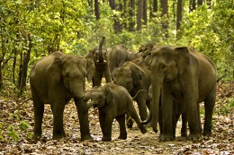 India Wildlife Holidays - Nagarhole - Indian Elephants