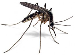 India Wildlife Holidays - mosquito