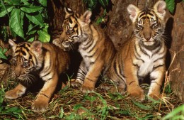 India Wildlife Holidays - Kanha - Baby Bengal Tigers