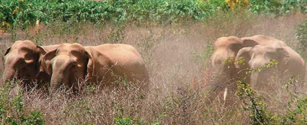 India Wildlife Holidays - Indian Elephants